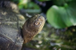 schildkroete-kopf