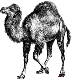 Camel Image